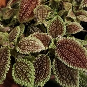 Meet your Posher, Jade